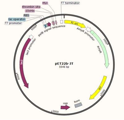 pET22b-JT plasmid in E. coli Expression