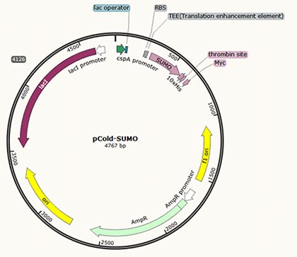 pCold-SUMO plasmid in E. coli Expression