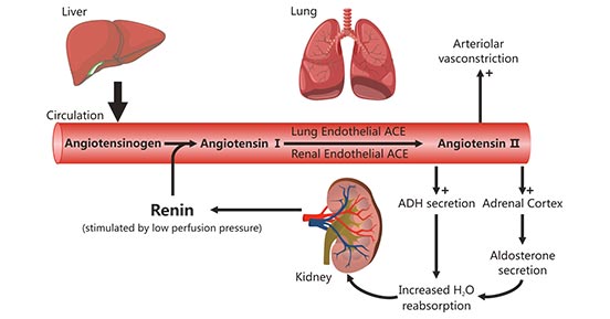 Blood Pressure Regulation Diagram