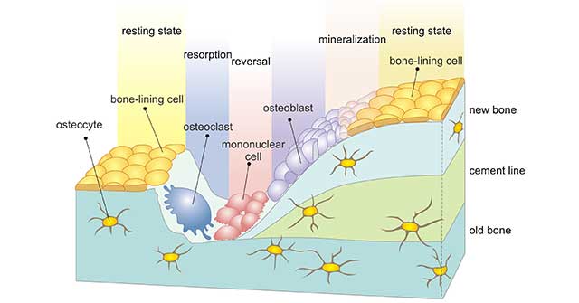 What are Osteoblasts?