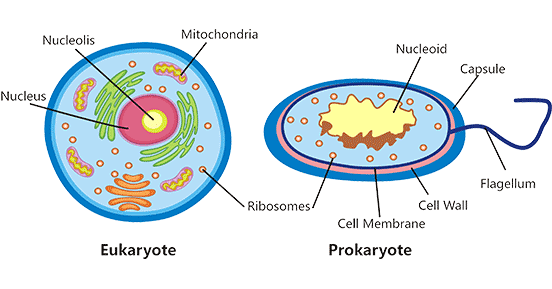 Schematic diagram of eukaryotic cells and prokaryotic cells