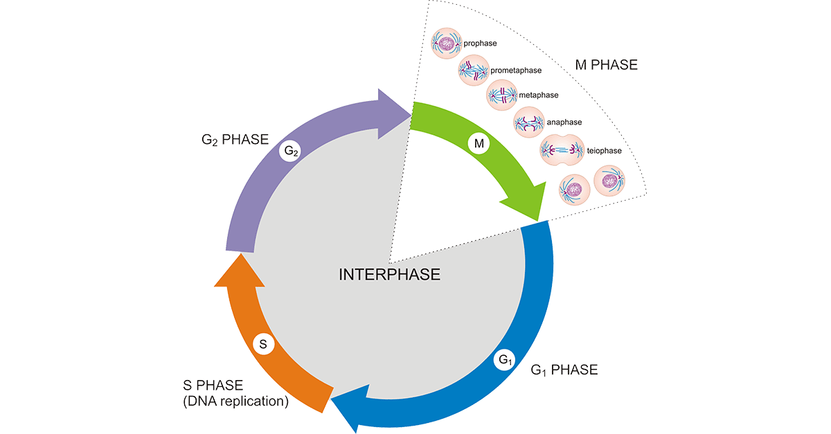 cell cycle diagram with checkpoints