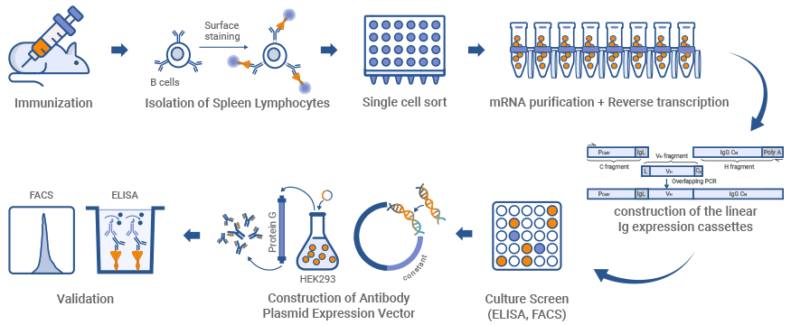 Generation of single B cell cloning antibodies