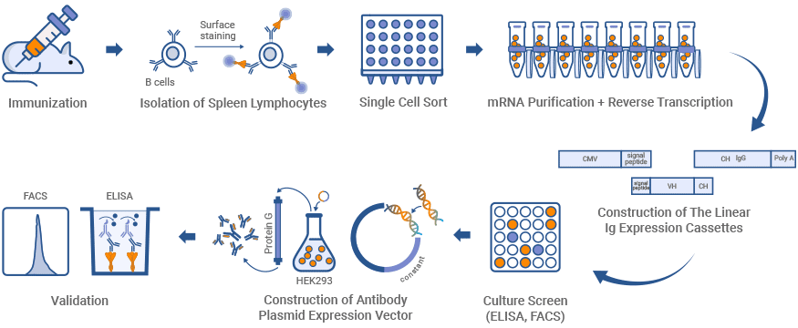 Single B Cell Antibody Custom Service- CUSABIO