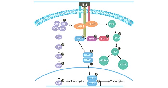 The signaling pathways of IL-2