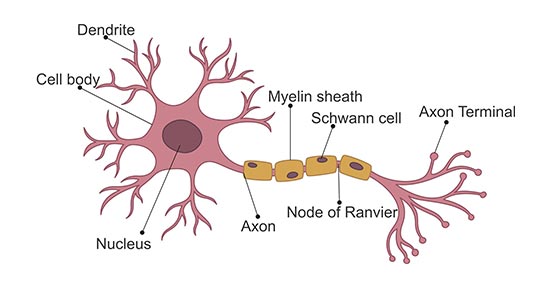 The Typical Structure of a Neuron