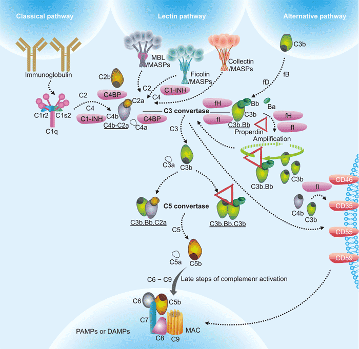 How Does Complement System Work In Immune System Cusabio
