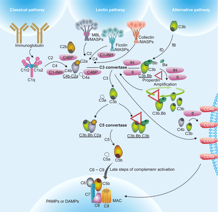 How Does Complement System Work In Immune System CUSABIO