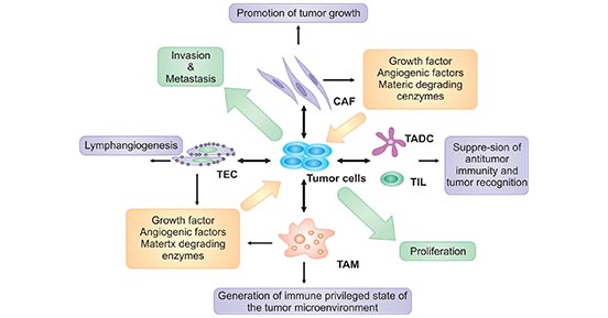 The components of tumor microenvironment and its relationship of cancer
