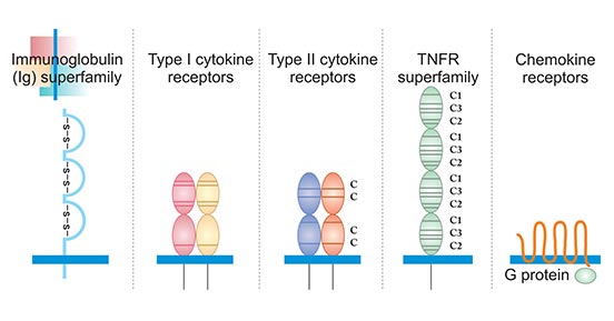 The typical structure of five cytokine receptors