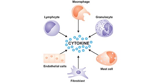 The main types of cell producing cytokines
