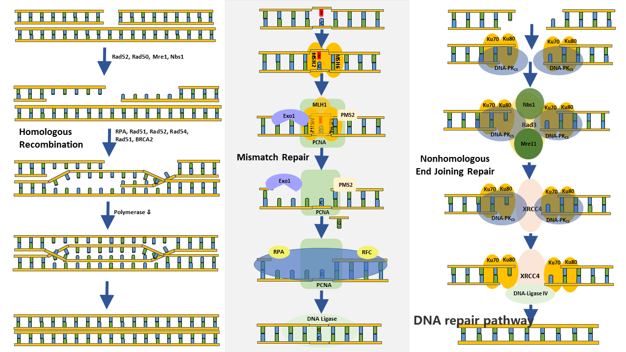 DNA Repair Pathway CUSABIO