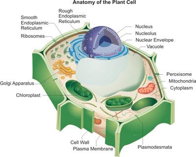The Collection Of Organelle Markers Antibodies In Plant Cells Cusabio