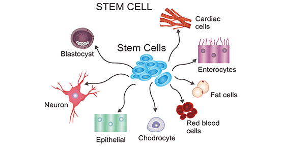 cell receptor