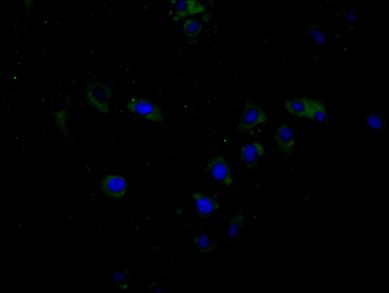 Immunofluorescence staining of Hela cell with CSB-PA002873LA01HU at 1:20, counter-stained with DAPI. The cells were fixed in 4% formaldehyde and blocked in 10% normal Goat Serum. The cells were then incubated with the antibody overnight at 4C. The secondary antibody was Alexa Fluor 488-congugated AffiniPure Goat Anti-Rabbit IgG(H+L).