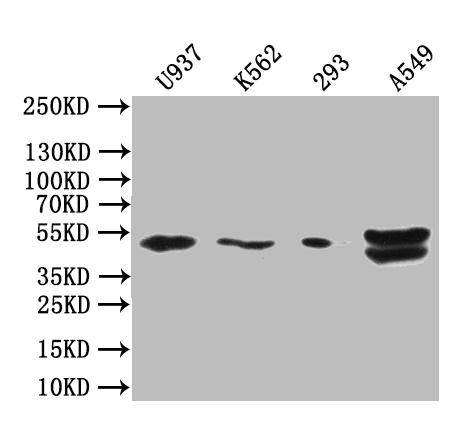 Western blot All lanes: BTN3A1 antibody at 12microg/ml + Mouse liver tissue Secondary Goat polyclonal to rabbit IgG at 1/10000 dilution Predicted band size: 58, 40, 42, 53 kDa Observed band size: 58 kDa