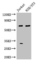 Western Blot Positive WB detected in: Jurkat whole cell lysate, NIH/3T3 whole cell lysate All lanes: FANCC antibody at 3microg/ml Secondary Goat polyclonal to rabbit IgG at 1/50000 dilution Predicted band size: 64 kDa Observed band size: 64 kDa