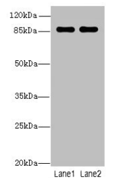 anti-Homo sapiens (Human) VWA5A Antibody raised in Rabbit - Cusabio