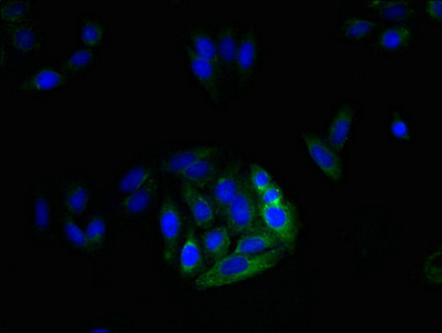 Immunofluorescent analysis of HepG2 cells using CSB-PA850382LA01HU at dilution of 1:100 and Alexa Fluor 488-congugated AffiniPure Goat Anti-Rabbit IgG(H+L)