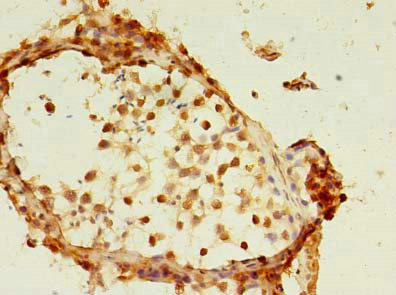 Immunohistochemistry of paraffin-embedded human testis tissue using CSB-PA851535LA01HU at dilution of 1:100