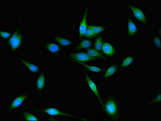 Immunofluorescent analysis of Hela cells using CSB-PA863993LA01HU at dilution of 1:100 and Alexa Fluor 488-congugated AffiniPure Goat Anti-Rabbit IgG(H+L)