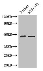 Western Blot Positive WB detected in: Jurkat whole cell lysate, NIH/3T3 whole cell lysate All lanes: SGK1 antibody at 3microg/ml Secondary Goat polyclonal to rabbit IgG at 1/50000 dilution Predicted band size: 49, 60, 51, 48, 53 kDa Observed band size: 49 kDa