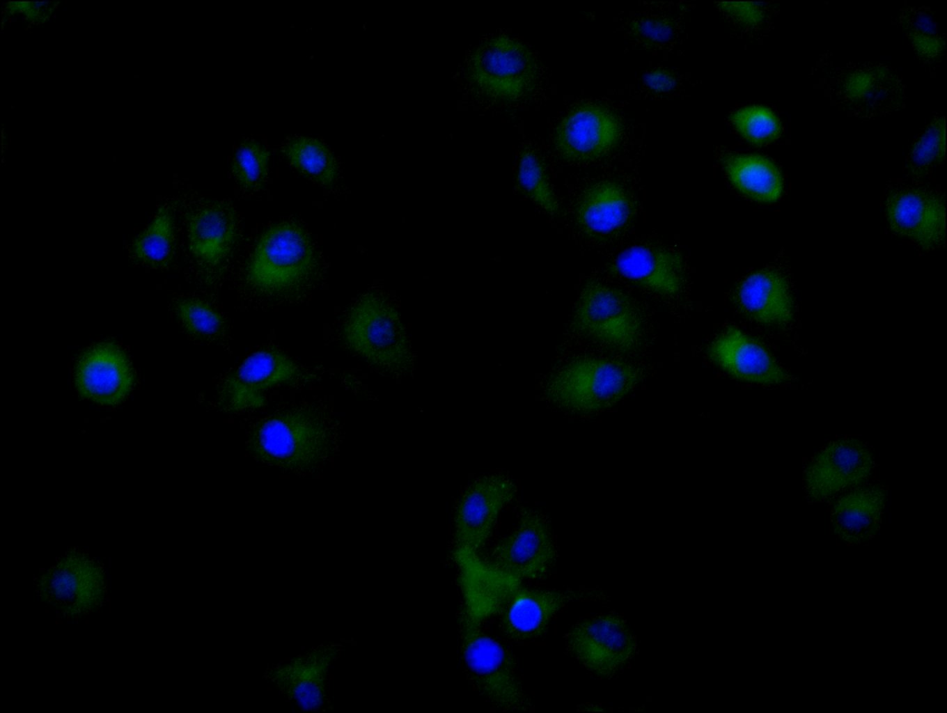 Immunofluorescent analysis of Hela cells using CSB-PA10559A0Rb at dilution of 1:100 and Alexa Fluor 488-congugated AffiniPure Goat Anti-Rabbit IgG(H+L)