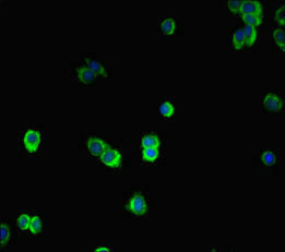 Immunofluorescent analysis of HepG2 cells using CSB-PA15557A0Rb at dilution of 1:100 and Alexa Fluor 488-congugated AffiniPure Goat Anti-Rabbit IgG(H+L)