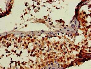 Immunohistochemistry of paraffin-embedded human testis tissue using CSB-PA768776LA01HU at dilution of 1:100