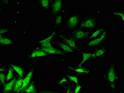 Immunofluorescent analysis of Hela cells using CSB-PA892132LA01HU at dilution of 1:100 and Alexa Fluor 488-congugated AffiniPure Goat Anti-Rabbit IgG(H+L)