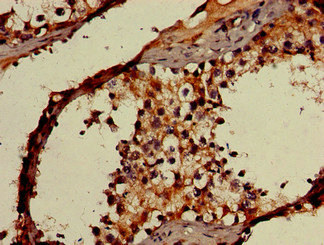 Immunohistochemistry of paraffin-embedded human testis tissue using CSB-PA897591LA01HU at dilution of 1:100