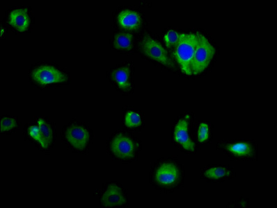 Immunofluorescence staining of HepG2 cells with CSB-PA013437LA01HU at 1:166, counter-stained with DAPI. The cells were fixed in 4% formaldehyde, permeabilized using 0.2% Triton X-100 and blocked in 10% normal Goat Serum. The cells were then incubated with the antibody overnight at 4°C. The secondary antibody was Alexa Fluor 488-congugated AffiniPure Goat Anti-Rabbit IgG(H+L).