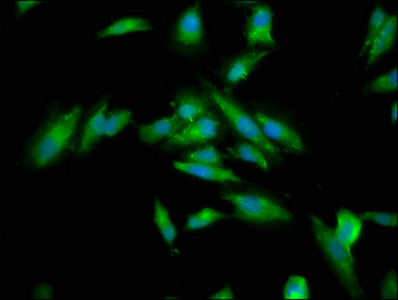 Immunofluorescence staining of Hela cells with CSB-PA617899LA01HU at 1:133, counter-stained with DAPI. The cells were fixed in 4% formaldehyde, permeabilized using 0.2% Triton X-100 and blocked in 10% normal Goat Serum. The cells were then incubated with the antibody overnight at 4°C. The secondary antibody was Alexa Fluor 488-congugated AffiniPure Goat Anti-Rabbit IgG(H+L).