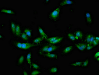 Immunofluorescent analysis of Hela cells using CSB-PA706631LA01HU at dilution of 1:100 and Alexa Fluor 488-congugated AffiniPure Goat Anti-Rabbit IgG(H+L)