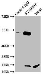 Immunoprecipitating SYNJ2BP in Rat kidney tissue Lane 1: Rabbit control IgG instead of CSB-PA023018LA01HU in Rat kidney tissue. For western blotting, a HRP-conjugated light chain specific antibody was used as the secondary antibody (1/50000) Lane 2: CSB-PA023018LA01HU (6microg) + Rat kidney tissue (500microg) Lane 3: Rat kidney tissue (20microg)