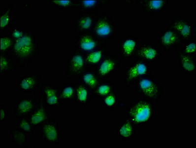 Immunofluorescence staining of Hela cells with CSB-PA15557A0Rb at 1:200, counter-stained with DAPI. The cells were fixed in 4% formaldehyde, permeabilized using 0.2% Triton X-100 and blocked in 10% normal Goat Serum. The cells were then incubated with the antibody overnight at 4°C. The secondary antibody was Alexa Fluor 488-congugated AffiniPure Goat Anti-Rabbit IgG(H+L).