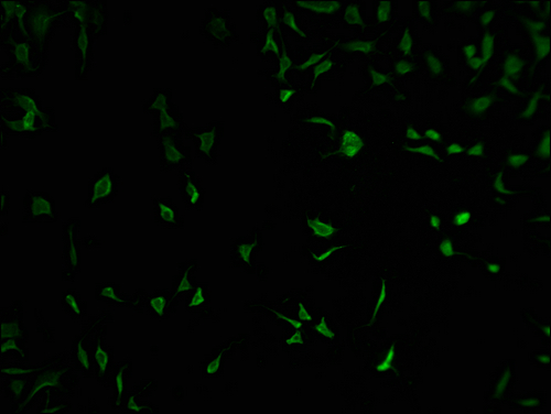 Immunofluorescence staining of SH-SY5Y cells with CSB-PA618015LA01HU at 1:100, counter-stained with DAPI. The cells were fixed in 4% formaldehyde and blocked in 10% normal Goat Serum. The cells were then incubated with the antibody overnight at 4°C. The secondary antibody was Alexa Fluor 488-congugated AffiniPure Goat Anti-Rabbit IgG(H+L).