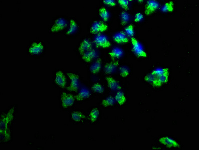 Immunofluorescence staining of Hela cells with CSB-PA622989LA01HU at 1:100, counter-stained with DAPI. The cells were fixed in 4% formaldehyde, permeabilized using 0.2% Triton X-100 and blocked in 10% normal Goat Serum. The cells were then incubated with the antibody overnight at 4°C. The secondary antibody was Alexa Fluor 488-congugated AffiniPure Goat Anti-Rabbit IgG(H+L).