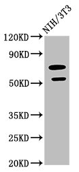 Western Blot Positive WB detected in: NIH/3T3 whole cell lysate All lanes: GDF5 antibody at 2.64ug/ml Secondary Goat polyclonal to rabbit IgG at 1/50000 dilution Predicted band size: 56 kDa Observed band size: 56 kDa