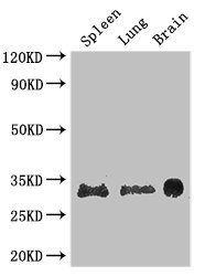 Western Blot Positive WB detected in: Mouse spleen tissue, Mouse lung tissue, Mouse brain tissue All lanes: PITX3 antibody at 2.7ug/ml Secondary Goat polyclonal to rabbit IgG at 1/50000 dilution Predicted band size: 32 kDa Observed band size: 32 kDa