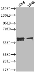 anti-Human coronavirus 229E N Antibody raised in - Cusabio