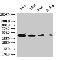 Western Blot Positive WB detected in: recombinant protein All lanes:GPA1 Antibody at 1:1000 Secondary Goat polyclonal to rabbit IgG at 1/50000 dilution Predicted band size: 46 kDa Observed band size: 46 kDa