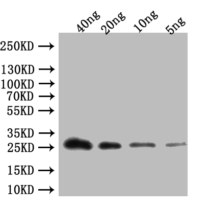 Western Blot Positive WB detected in: recombinant protein All lanes:ABCA13 Antibody at 1:1000 Secondary Goat polyclonal to rabbit IgG at 1/50000 dilution Predicted band size: 28 kDa Observed band size: 28 kDa