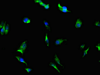 Immunofluorescent analysis of Hela cells using CSB-PA839338LA01HU at dilution of 1: 100 and Alexa Fluor 488-congugated AffiniPure Goat Anti-Rabbit IgG(H+L)