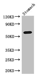 Western Blot Positive WB detected in: Mouse stomach tissue All lanes: IL4I1 antibody at 3ug/ml Secondary Goat polyclonal to rabbit IgG at 1/50000 dilution Predicted band size: 63, 66 kDa Observed band size: 63 kDa