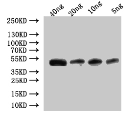 Western Blot Positive WB detected in: recombinant protein All lanes:Ctl2 Antibody at 1:1000 Secondary Goat polyclonal to rabbit IgG at 1/50000 dilution Predicted band size: 43.5 kDa Observed band size: 45 kDa