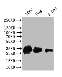 Western Blot Positive WB detected in: recombinant protein All lanes: AGO4 Antibody at 1:1000 Secondary Goat polyclonal to rabbit IgG at 1/50000 dilution Predicted band size: 33 kDa Observed band size: 33 kDa