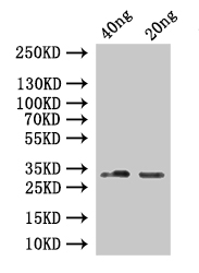 Western Blot Positive WB detected in: recombinant protein All lanes:SINE1 Antibody at 1:1000 Secondary Goat polyclonal to rabbit IgG at 1/50000 dilution Predicted band size: 25 kDa Observed band size: 33 kDa