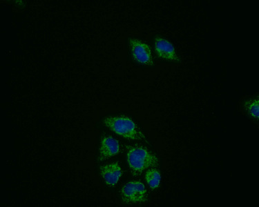 Immunofluorescence staining of Hela cells with (CSB-MA018656A1m) at 1:50, counter-stained with DAPI. The cells were fixed in 4% formaldehyde, permeabilized using 0.2% Triton X-100 and blocked in 10% normal Goat Serum. The cells were then incubated with the antibody overnight at 4°C. Nuclear DNA was labeled in blue with DAPI. The secondary antibody was FITC-conjugated AffiniPure Goat Anti-Mouse IgG (H+L).