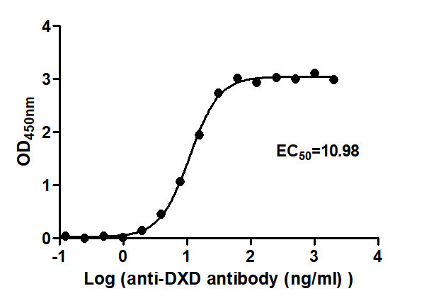 The Binding Activity of ADC-2(DXD) with Anti-DXD-HRP antibody Activity: Measured by its binding ability in a functional ELISA. Immobilized ADC-2(DXD) at 2 microg/mL can bind Anti-DXD-HRP antibody, the EC50 is 10.19 to 11.82 ng/mL.